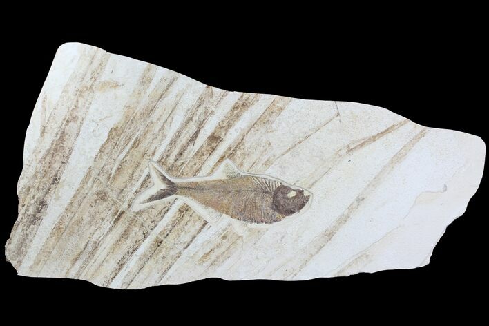 Fossil Palm Frond And Fish (Diplomystus) Plate - Wyoming #78145